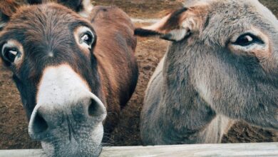 Close-up of two cute donkeys on a farm, showcasing curious expressions.