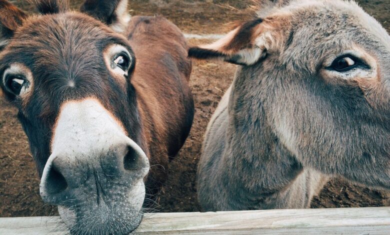 Close-up of two cute donkeys on a farm, showcasing curious expressions.