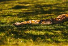 A large Burmese python snake slithering on sunlit grass outdoors in a natural setting.