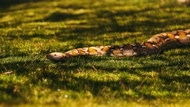 A large Burmese python snake slithering on sunlit grass outdoors in a natural setting.