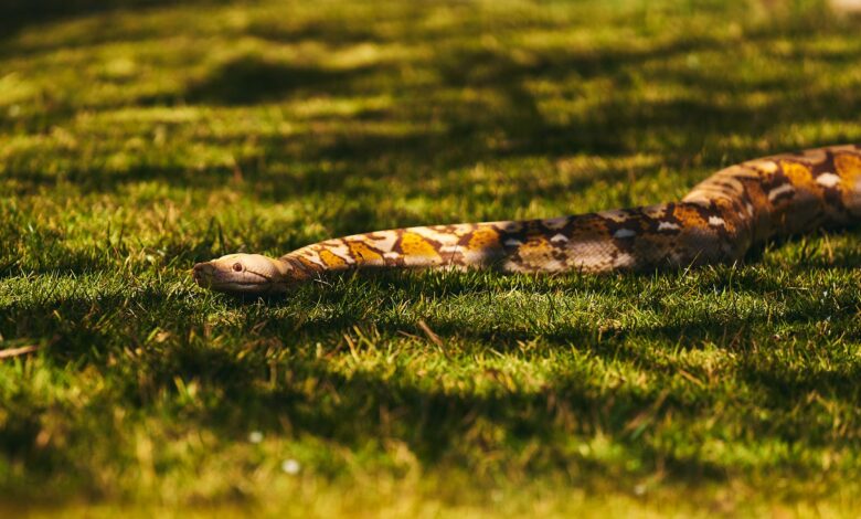 A large Burmese python snake slithering on sunlit grass outdoors in a natural setting.