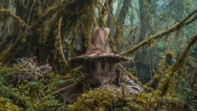 Spooky witch hat amidst dense mossy trees in Choachí, Colombia forest.