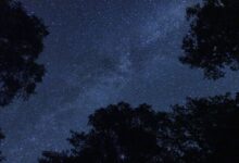 A breathtaking view of the starry sky framed by trees in Tavascan, Spain.