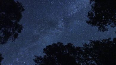 A breathtaking view of the starry sky framed by trees in Tavascan, Spain.