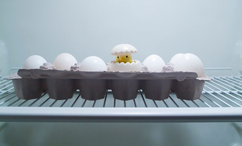 A whimsical egg carton with a toy chick inside a refrigerator, New York.