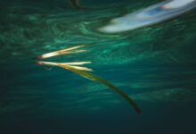 A tranquil underwater scene featuring a single leaf floating gracefully, capturing the essence of aquatic life.