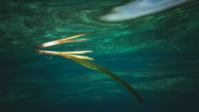 A tranquil underwater scene featuring a single leaf floating gracefully, capturing the essence of aquatic life.