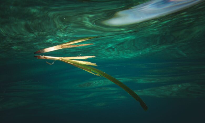 A tranquil underwater scene featuring a single leaf floating gracefully, capturing the essence of aquatic life.