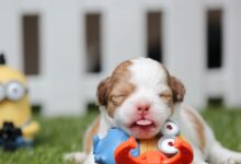 A cute puppy lies on green grass surrounded by colorful toys near a fence.