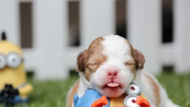 A cute puppy lies on green grass surrounded by colorful toys near a fence.