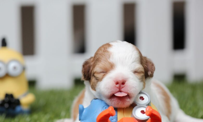 A cute puppy lies on green grass surrounded by colorful toys near a fence.