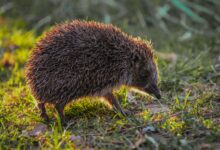 A hedgehog photographed in its natural environment during daylight hours.