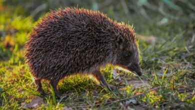 A hedgehog photographed in its natural environment during daylight hours.