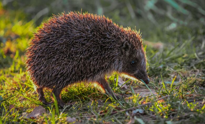 A hedgehog photographed in its natural environment during daylight hours.