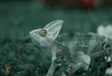 A detailed close-up shot of a chameleon blending into its lush green environment.