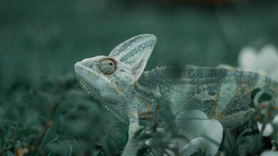 A detailed close-up shot of a chameleon blending into its lush green environment.