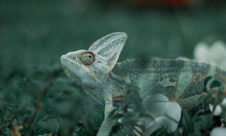 A detailed close-up shot of a chameleon blending into its lush green environment.