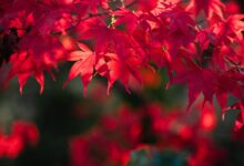 Close-up of bright red maple leaves basking in the warm autumn sunlight.