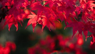 Close-up of bright red maple leaves basking in the warm autumn sunlight.