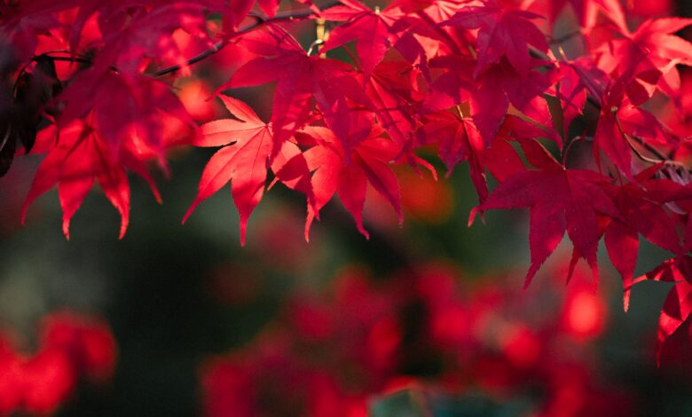 Close-up of bright red maple leaves basking in the warm autumn sunlight.