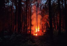 A captivating image of a blazing campfire surrounded by tall trees in a dense forest during nighttime.