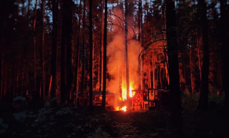A captivating image of a blazing campfire surrounded by tall trees in a dense forest during nighttime.