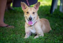 Cute rescue dog with floppy ears and pink tongue lying on green grass outdoors.