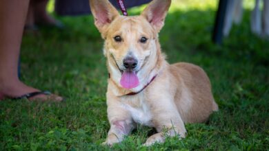 Cute rescue dog with floppy ears and pink tongue lying on green grass outdoors.