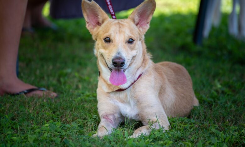 Cute rescue dog with floppy ears and pink tongue lying on green grass outdoors.