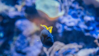 Close-up of a vibrant tropical fish swimming in an aquarium.