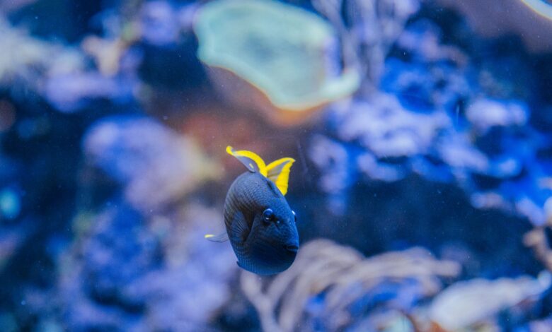 Close-up of a vibrant tropical fish swimming in an aquarium.