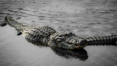 Wildlife photo of an American alligator swimming in a body of water, Orlando, Florida.