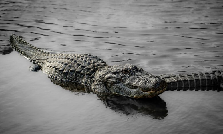 Wildlife photo of an American alligator swimming in a body of water, Orlando, Florida.