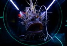 Dramatic close-up of a hairy anglerfish in an aquarium exhibition, emphasizing sea life.