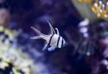 Vibrant Banggai Cardinalfish swimming in an aquarium setting, showcasing its distinct fins and stripes.