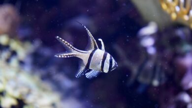 Vibrant Banggai Cardinalfish swimming in an aquarium setting, showcasing its distinct fins and stripes.