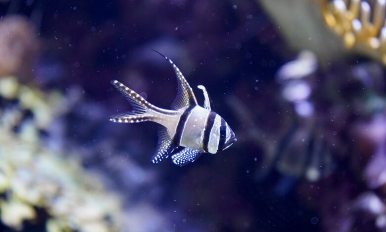 Vibrant Banggai Cardinalfish swimming in an aquarium setting, showcasing its distinct fins and stripes.
