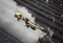 A white rose placed on a reflective memorial wall listing names, conveying remembrance.