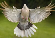 A beautiful dove captured mid-flight with fully spread wings against a green backdrop.