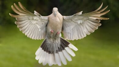 A beautiful dove captured mid-flight with fully spread wings against a green backdrop.