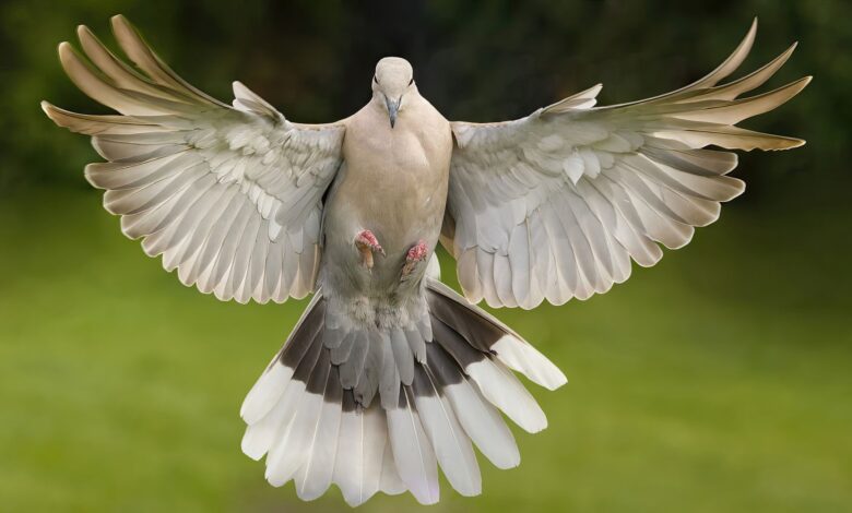 A beautiful dove captured mid-flight with fully spread wings against a green backdrop.