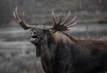 Close-up of a moose in the wild showcasing its antlers and natural beauty.