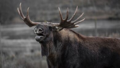 Close-up of a moose in the wild showcasing its antlers and natural beauty.