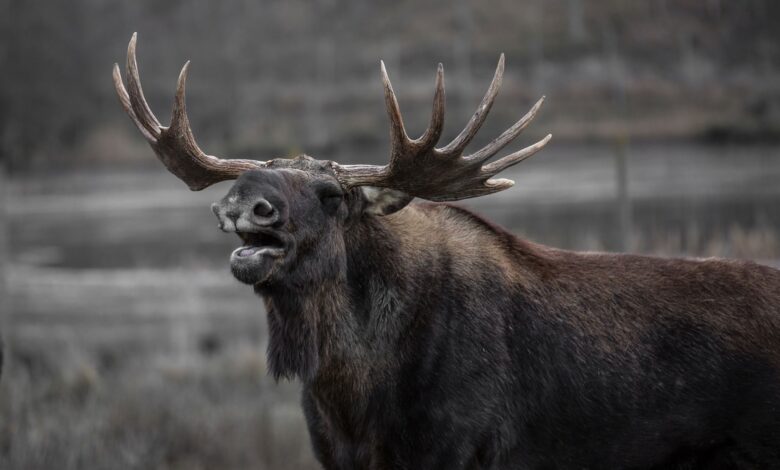 Close-up of a moose in the wild showcasing its antlers and natural beauty.