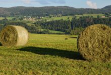 Panoramic shot of hay bales in Foncine-le-Haut, showcasing rural French landscapes.