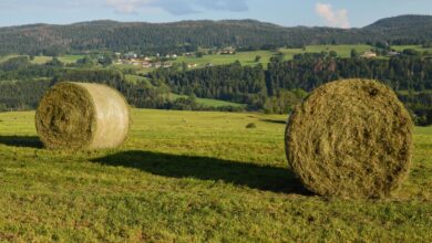Panoramic shot of hay bales in Foncine-le-Haut, showcasing rural French landscapes.