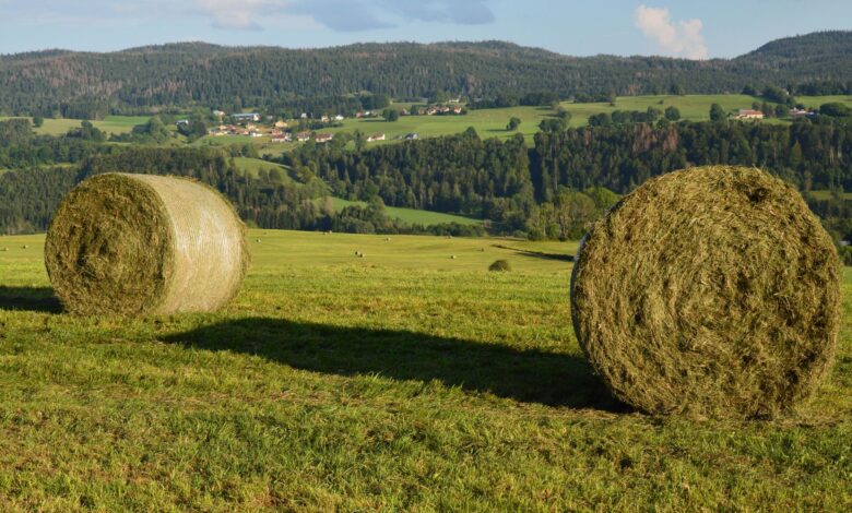 Panoramic shot of hay bales in Foncine-le-Haut, showcasing rural French landscapes.