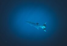 A lone great barracuda swimming gracefully in deep blue ocean water.