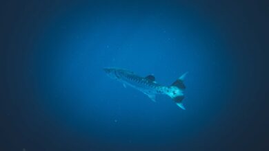 A lone great barracuda swimming gracefully in deep blue ocean water.