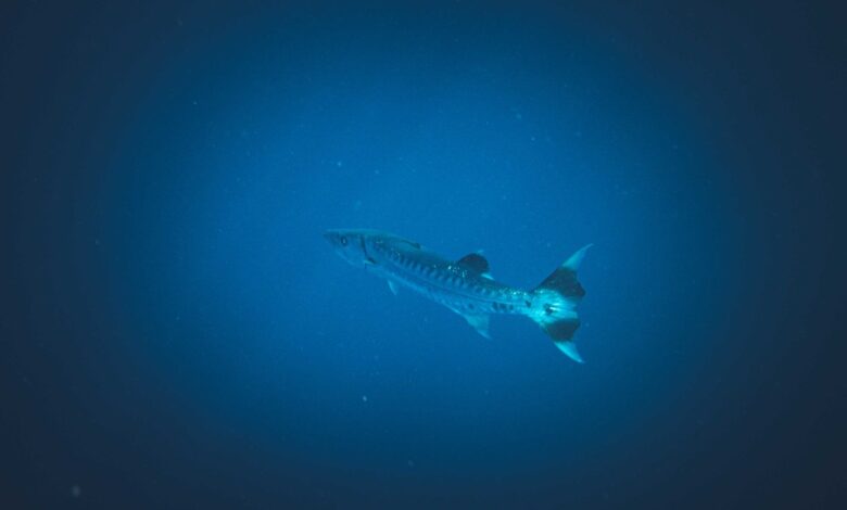 A lone great barracuda swimming gracefully in deep blue ocean water.